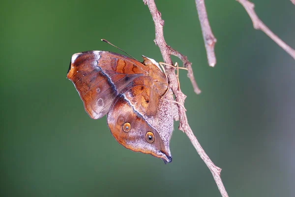 Borboleta Folha Outono Doleschallia Bisaltide Uma Borboleta Ninfalida Encontrada Sul — Fotografia de Stock