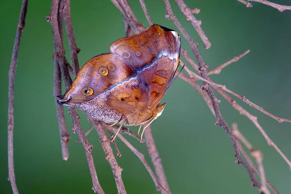 Осенняя Листовая Бабочка Doleschallia Bisaltide Нимфалидная Бабочка Обитающая Южной Азии — стоковое фото