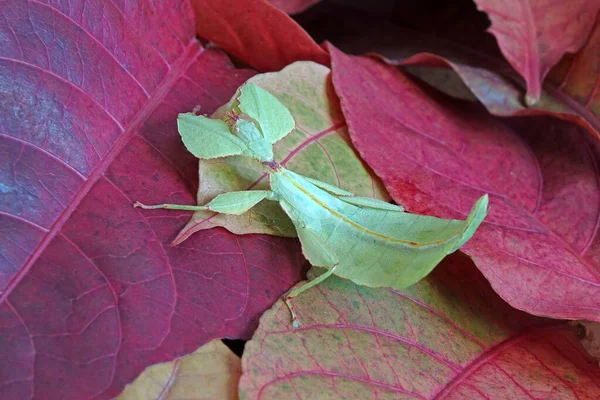 Blattinsekt Phyllium Westwoodii Grünes Blattinsekt Oder Wandernde Blätter Sind Getarnt — Stockfoto