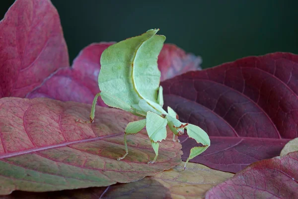 Bladinsect Phyllium Westwoodii Groene Bladinsect Walking Bladeren Zijn Gecamoufleerd Het — Stockfoto