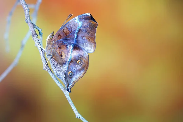 Mariposa Hoja Otoño Doleschallia Bisaltide Una Mariposa Ninfálida Que Encuentra — Foto de Stock