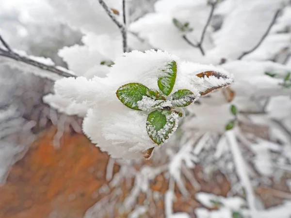 Morgenfrost Auf Roten Und Grünen Blättern Winter Selektiver Fokus Und — Stockfoto