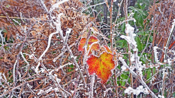 Kış Mevsiminde Kırmızı Yeşil Yaprakların Üzerinde Sabah Donması Seçici Odak — Stok fotoğraf