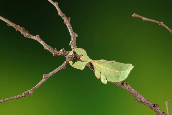 Levél Rovar Phyllium Westwoodii Zöld Levél Rovar Vagy Walking Levelek — Stock Fotó