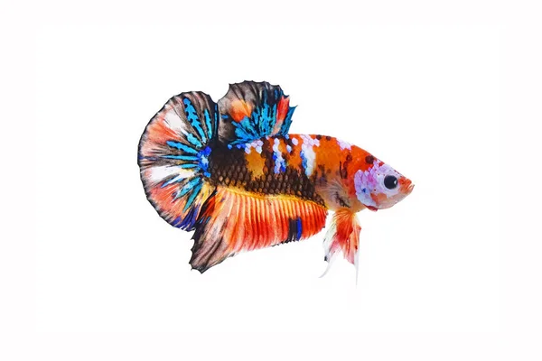 Fighting Fish Betta Fish Multicolor Sziámi Díszes Harci Hal Galaxy — Stock Fotó