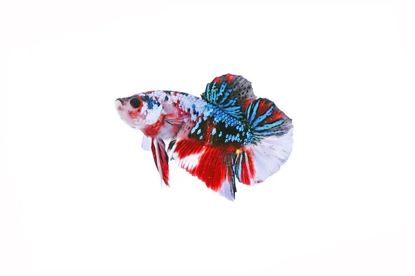战斗鱼 贝塔鱼 多种颜色暹罗风格的战斗鱼 银河色图案 白色背景隔离 — 图库照片