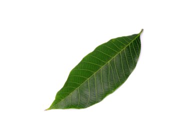 Beyaz arka planda izole edilmiş plastik ağaç yaprağı. Para kauçuk ağacı (Hevea brasiliensis), aynı zamanda bir ağaç, seringueira, kauçuk ağaç veya kauçuk bitki olarak da bilinir.