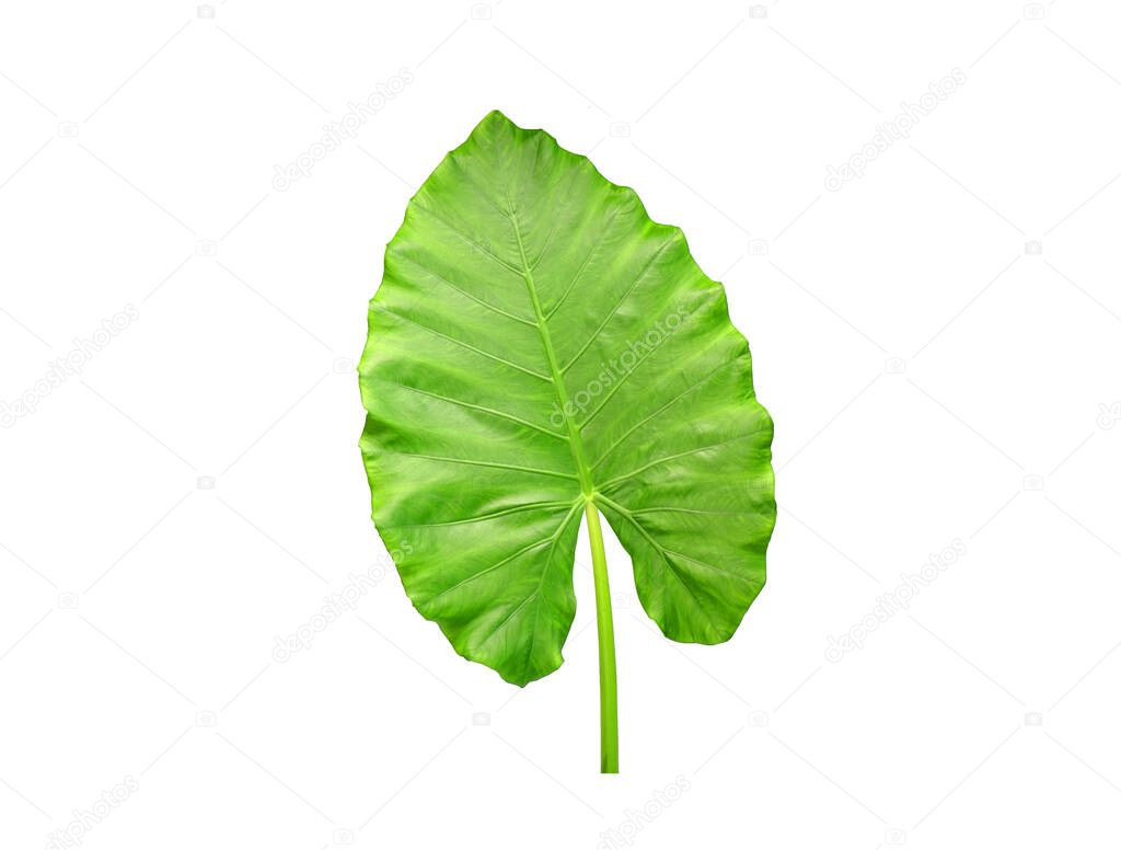  Alocasia leaf isolated on white background. Elephant ear, Giant alocasia or Giant taro , popular ornamental plants                             