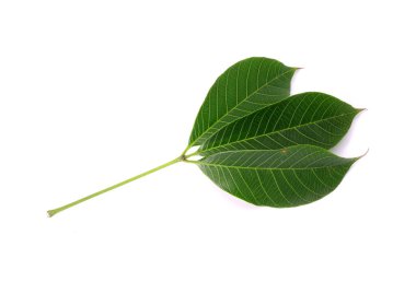 Beyaz arka planda izole edilmiş plastik ağaç yaprağı. Para kauçuk ağacı (Hevea brasiliensis), aynı zamanda bir ağaç, seringueira, kauçuk ağaç veya kauçuk bitki olarak da bilinir.
