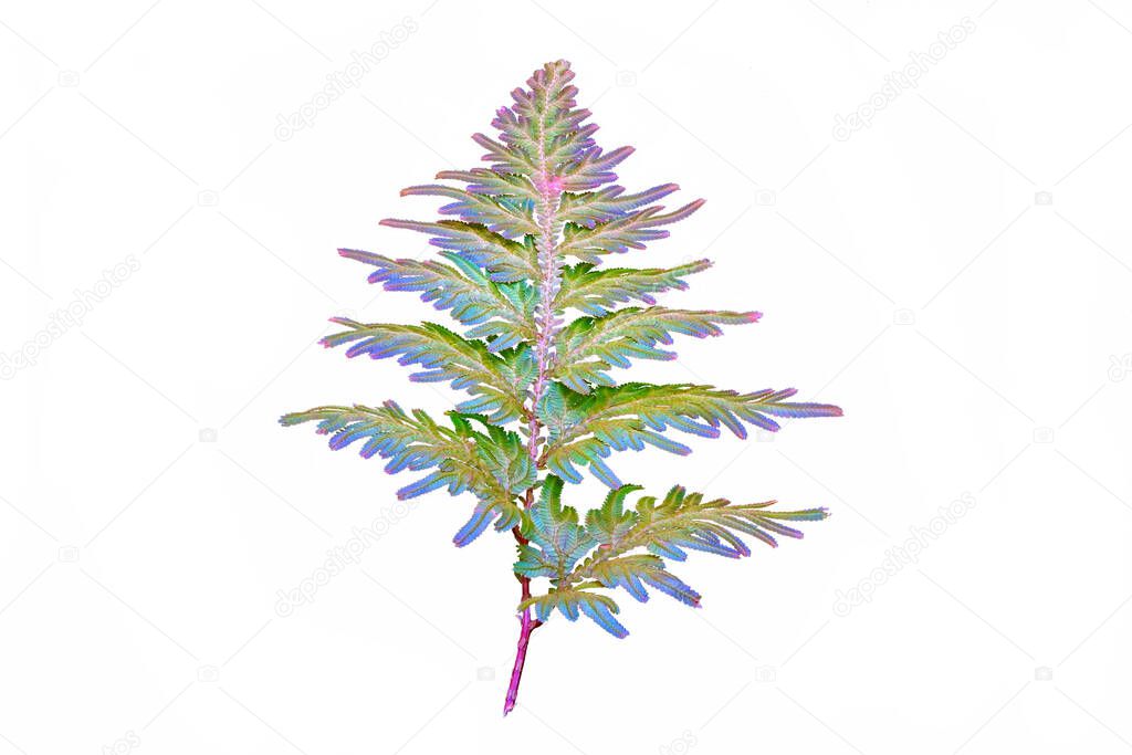 Peacock fern (Selaginella willdenowii) is a species of spikemoss known by the common names Willdenow's spikemoss and peacock fern due to its iridescent blue leaves. Isolated on white background.                  