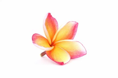 Plumeria beyaz arka planda izole edilmiş. Plumeria ya da Night Jasmine çiçekleri ve frangipani, Yasmine, Kath Champa, Melia, Arali, yumurta sarısı ve Lilawadi olarak da bilinir..