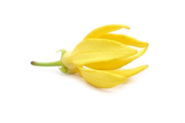 Çiçeklerinden elde edilen parfüm için değerli olan Ylang-Ylang (Cananga odorata) aroma terapisinde kullanılan temel bir yağdır. Kokulu kananga, Macassar yağı ya da parfüm ağacı da denir. İzole edilmiş