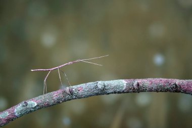 Stick insect or Phasmids (Phasmatodea or Phasmatoptera) also known as walking stick insects, stick-bugs, bug sticks or ghost insect. Green stick insect camouflaged on tree. Selective focus, copy space clipart