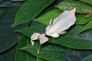 Yaprak böceği (Phyllium westwoodii) yeşil yaprak böceği veya yürüyen yapraklar, nadir ve korunmuş yaprakların görünümünü almak için kamufle edilir. Seçici odak