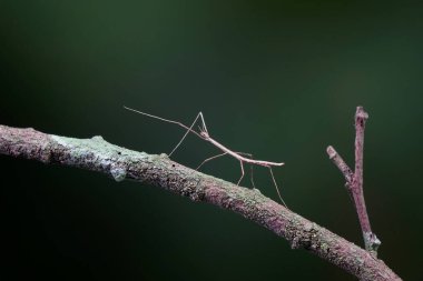 Çubuk çekirgesi veya Phasmatodea (Phasmatodea veya Phasmatoptera), baston çekirgesi, böcek veya hayalet böcek olarak da bilinir. Ağaçta kamufle edilmiş yeşil sopa çekirgesi. Seçici odak, boşluğu kopyala