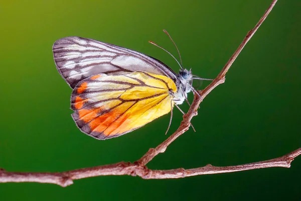 Borboleta Jezebel Pintado Delias Hyparete Indica Foco Seletivo Fundo Borrado — Fotografia de Stock