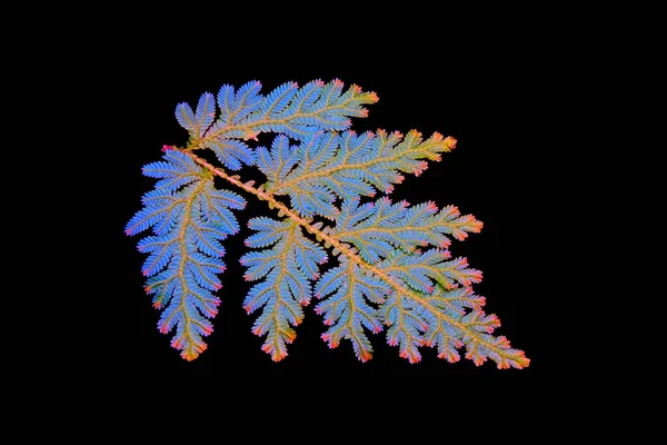 Fougère Paon Selaginella Willdenowii Est Une Espèce Épilobe Connue Sous — Photo