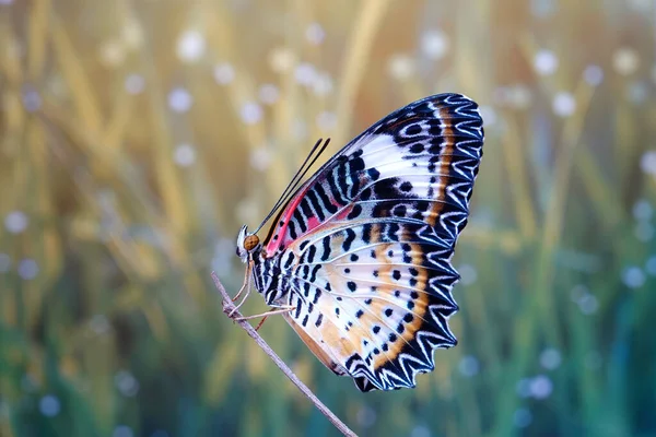 Butterfly Leopard Lacewing Butterfly Cethosia Cyane Вид Геликониевой Бабочки Обитающий — стоковое фото