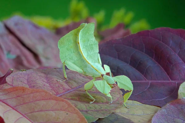 Listový Hmyz Phyllium Westwoodii Listový Zelený Hmyz Nebo Listové Listy — Stock fotografie