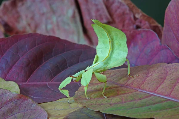 葉の虫 フィリルム西部の森I 緑の葉の虫やウォーキングの葉の外観を取るためにカモフラージュされ まれで保護されています 選択的焦点 — ストック写真