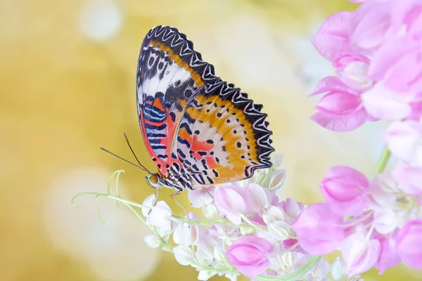Метелик Leopard Lacewing Butterfly Cethosia Cyane Вид Метеликів Геліконінів Мешкають — стокове фото