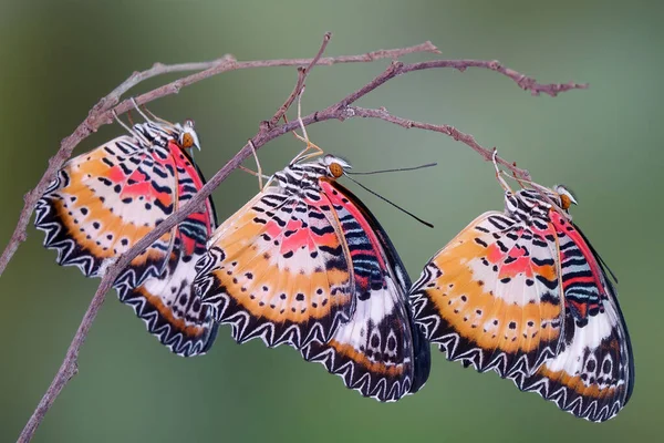 豹纹蝴蝶 Leopard Lacewing Butterfly 简称Cethosia Cyane 是一种从印度到中国南方和印度支那的螺旋形蝴蝶 有选择的重点 模糊的背景和复制空间 — 图库照片