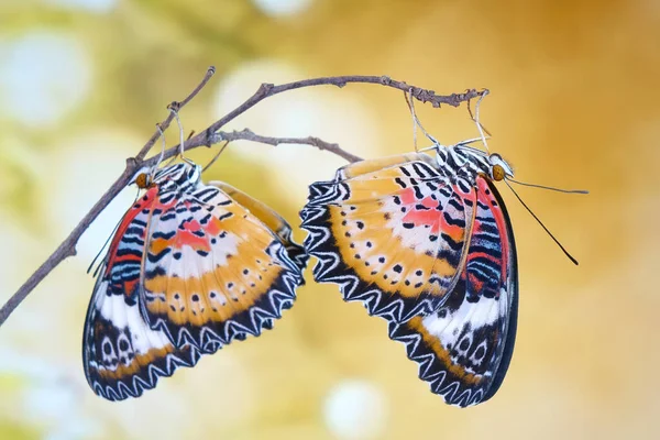 Butterfly Leopard Lacewing Butterfly Cethosia Cyane Male Species Heliconiine Butterfly — Stock Photo, Image