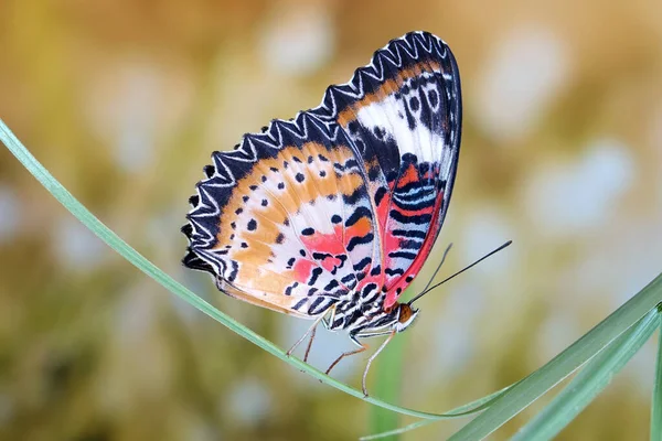 Butterfly Leopard Lacewing Butterfly Cethosia Cyane Мужской Вид Геликониевой Бабочки — стоковое фото