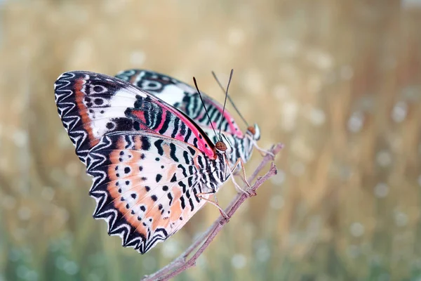 ヒョウ蝶 Cethosia Cyane インドから中国南部やインドシナに生息するヘリコン蝶の一種です 選択的焦点 ぼやけた背景とコピースペース — ストック写真