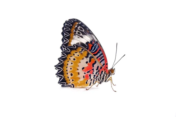 Butterfly Leopard Lacewing Butterfly Cethosia Cyane Мужской Вид Геликониевой Бабочки — стоковое фото