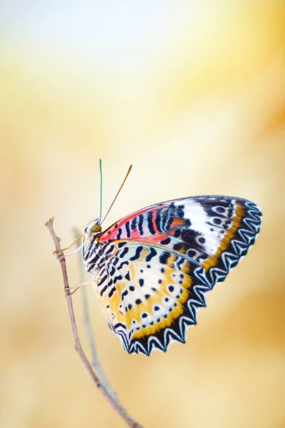 Butterfly Leopard Lacewing Butterfly Cethosia Cyane Мужской Вид Геликониевой Бабочки — стоковое фото