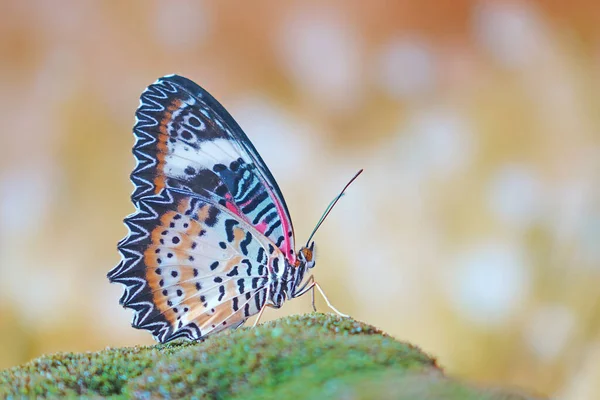 豹纹蝴蝶 Leopard Lacewing Butterfly 简称Cethosia Cyane 是一种从印度到中国南方和印度支那的螺旋形蝴蝶 有选择的重点 模糊的背景和复制空间 — 图库照片