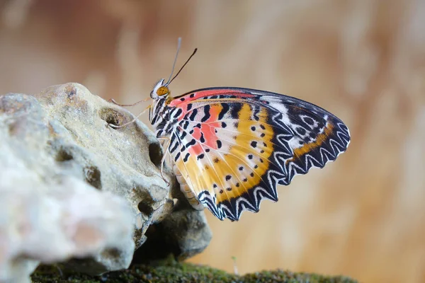 ヒョウ蝶 Cethosia Cyane インドから中国南部やインドシナに生息するヘリコン蝶の一種です 選択的焦点 ぼやけた背景とコピースペース — ストック写真