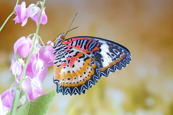 Butterfly Leopard Lacewing Butterfly Cethosia Cyane Male Species Heliconiine Butterfly — Stock Photo, Image