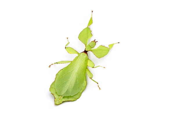 Leaf Insect Phyllium Westwoodii Green Leaf Insect Walking Leaves Isolated — Stock Photo, Image