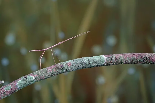 スティック昆虫またはPhasmatode PhasmatodeaまたはPhasmatoptera ウォーキングスティック昆虫 スティックバグ バグスティックまたはゴースト昆虫としても知られています 緑の棒昆虫の木にカモフラージュした 選択的焦点 コピースペース — ストック写真