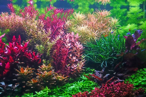 Красочные Водные Растения Аквариуме — стоковое фото