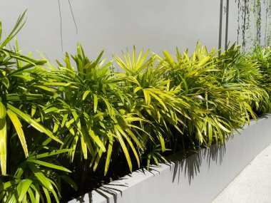 Bayan Palm (Rhapis Excelsa) duvardaki ve koridorlardaki tropikal bahçe dekorasyonu veya yürüyüş yolu boyunca