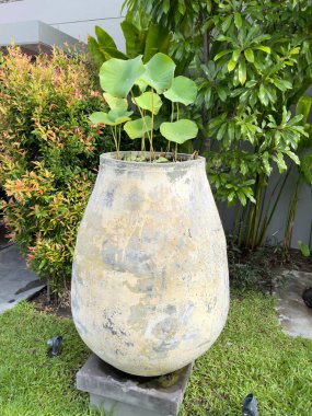 Nilüfer, tropikal bahçe dekorasyonu için çok az miktarda çimento içerir.