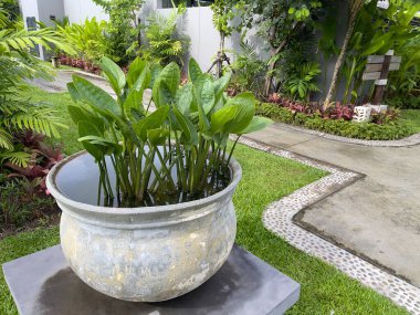 Kürek yapraklı kılıç ya da sürünen Burhead ya da Texas Mud Baby (Echinodorus cordifolius), Alismatales 'de tropik bahçe dekorasyonu ve akvaryumda saklanmak için kullanılan bir su bitkisi türüdür..