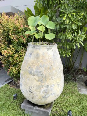 Nilüfer, tropikal bahçe dekorasyonu için çok az miktarda çimento içerir.