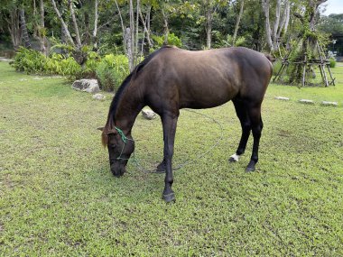 bir çayır otlatma at