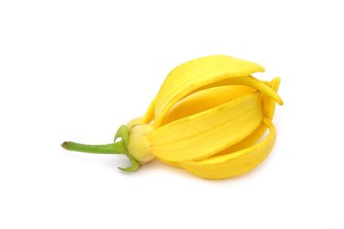 Beyaz arka planda ylang ylang çiçeği (Ilang ilang) izole edilmiştir. Özüt aromaterapi için çiçek kokusu gerekli yağ.