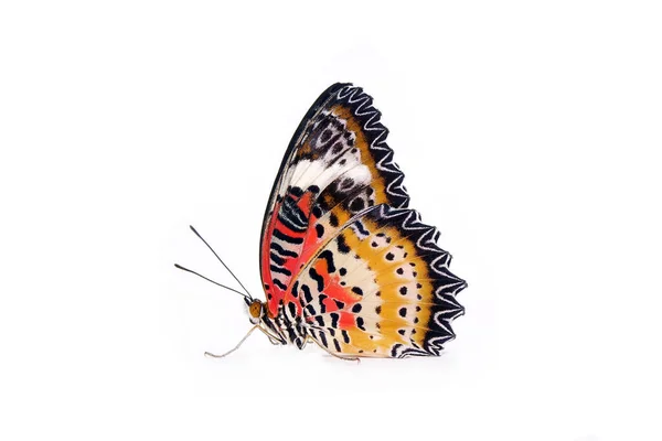 Fjäril Isolerad Vit Bakgrund Leopard Lacewing Fjäril Cethosia Cyane Man — Stockfoto