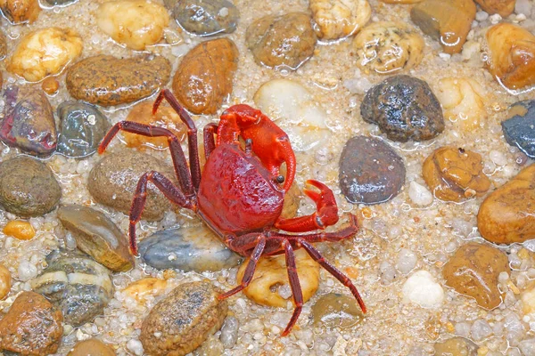 Červený Krab Phricotelphusa Limula Muž Jeden Nejkrásnějších Sladkovodních Krabů Jeho — Stock fotografie