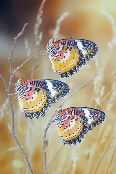 Butterfly Leopard Lacewing Butterfly Cethosia Cyane Вид Геликониевой Бабочки Обитающий — стоковое фото