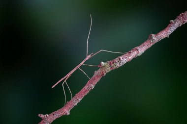 Çubuk çekirgesi veya Phasmatodea (Phasmatodea veya Phasmatoptera), baston çekirgesi, böcek veya hayalet böcek olarak da bilinir. Ağaçta kamufle olmuş kahverengi sopa çekirgesi. Seçici odak, boşluğu kopyala
