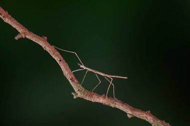 Çubuk çekirgesi veya Phasmatodea (Phasmatodea veya Phasmatoptera), baston çekirgesi, böcek veya hayalet böcek olarak da bilinir. Ağaçta kamufle olmuş kahverengi sopa çekirgesi. Seçici odak, boşluğu kopyala
