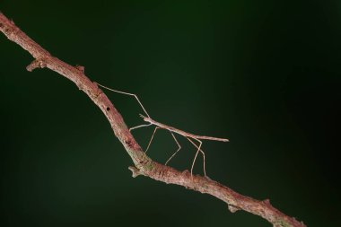 Stick insect or Phasmids (Phasmatodea or Phasmatoptera) also known as walking stick insects, stick-bugs, bug sticks or ghost insect. Brown stick insect camouflaged on tree. Selective focus, copy space clipart