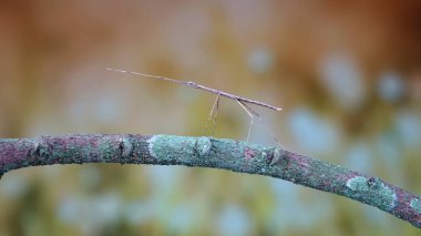 Stick insect or Phasmids (Phasmatodea or Phasmatoptera) also known as walking stick insects, stick-bugs, bug sticks or ghost insect. Brown stick insect camouflaged on tree. Selective focus, copy space clipart